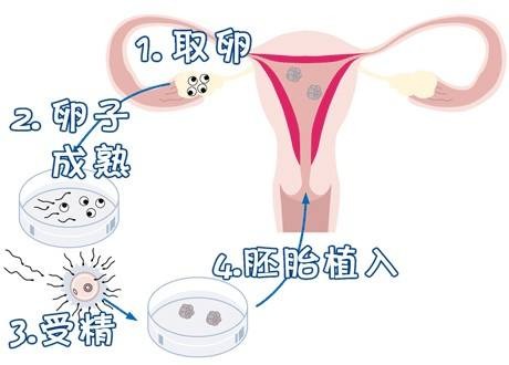 胚胎实验室主任